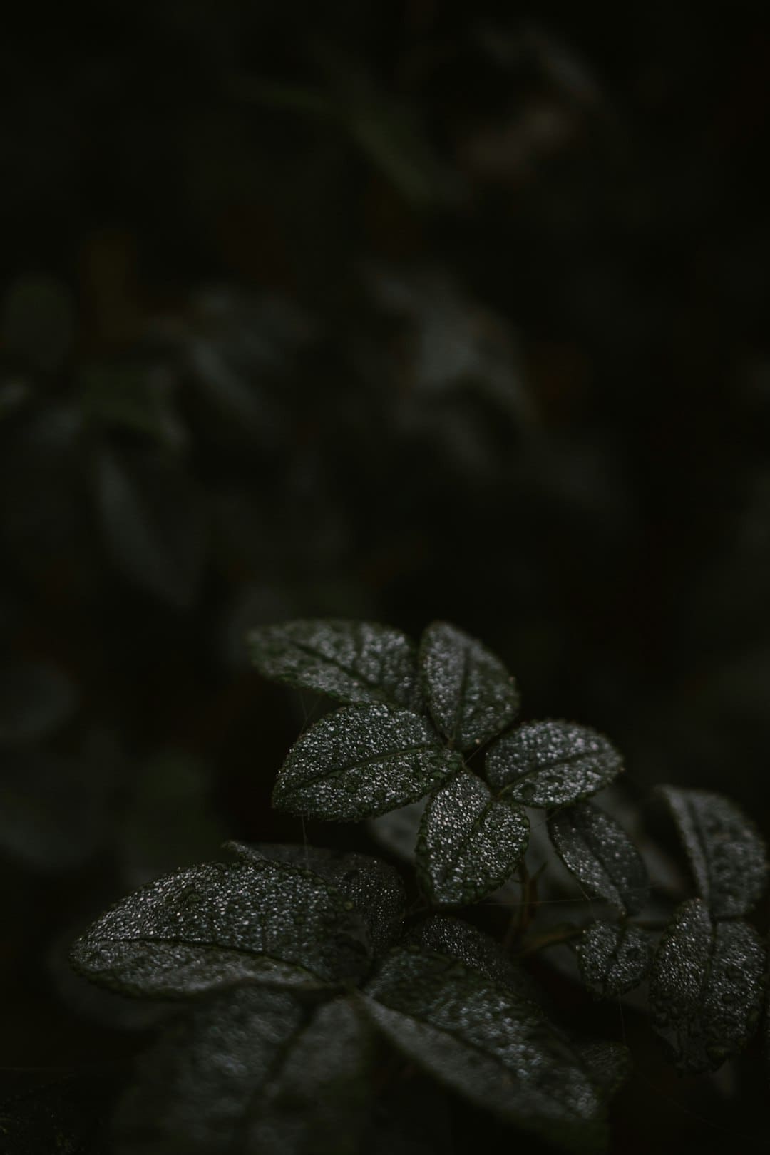 盖尔·加朵回应《白雪公主》票房惨败